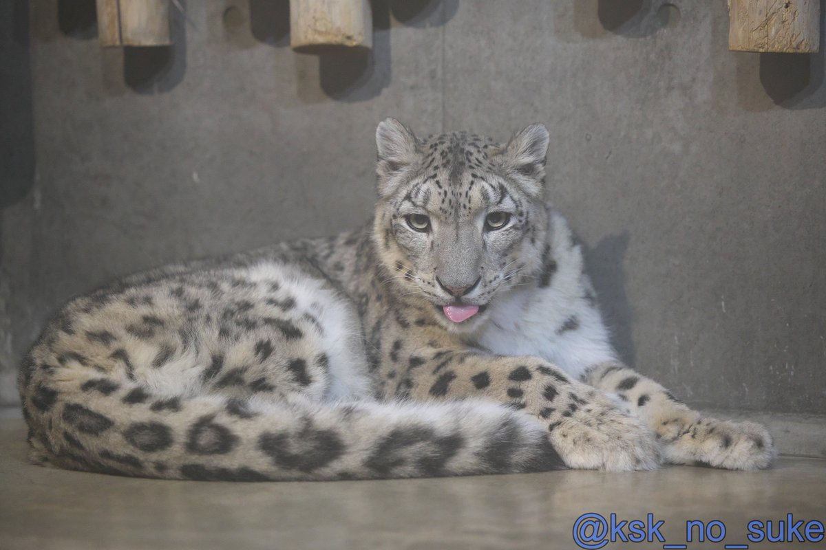 Normiephobic tweet media