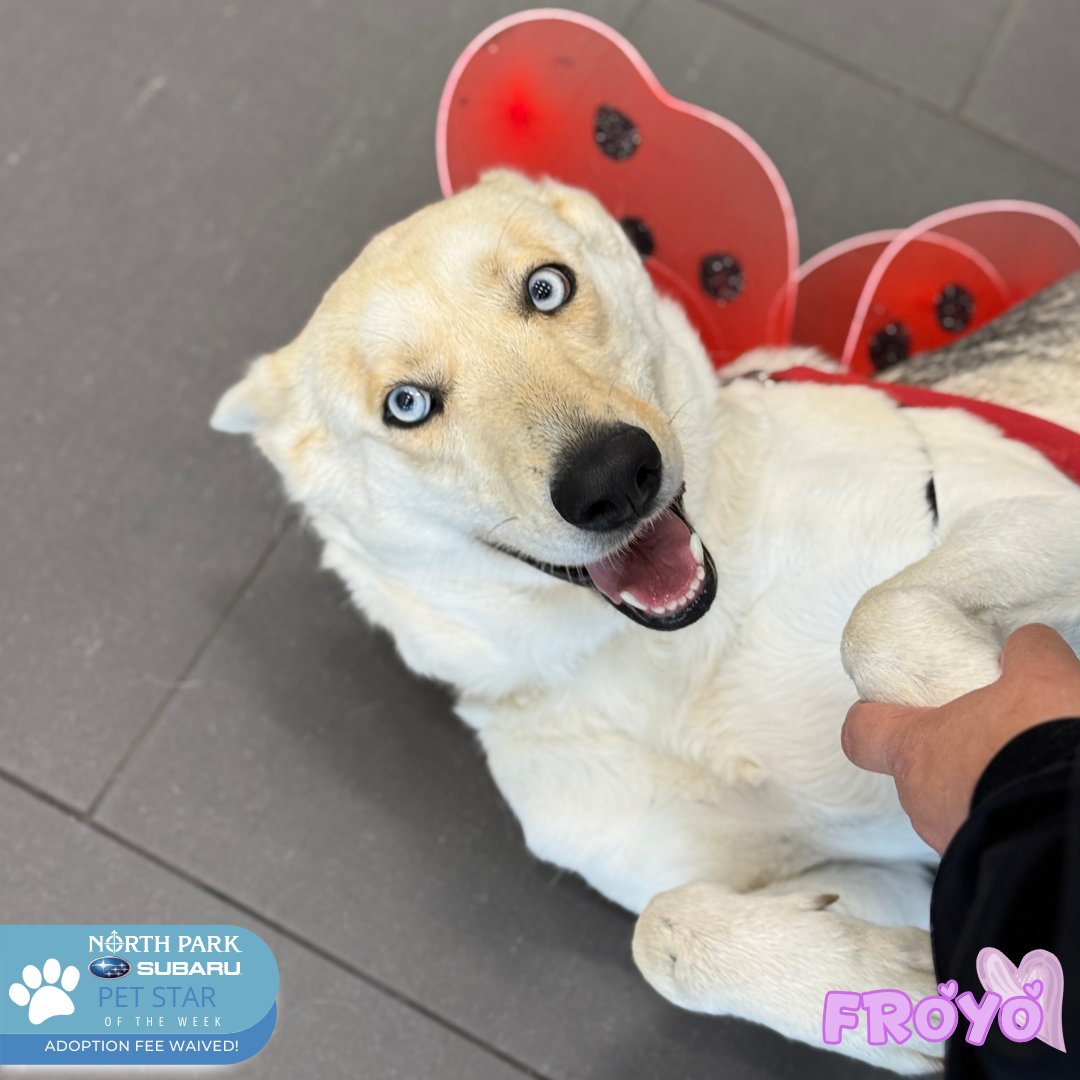 Animal Defense League of Texas tweet media