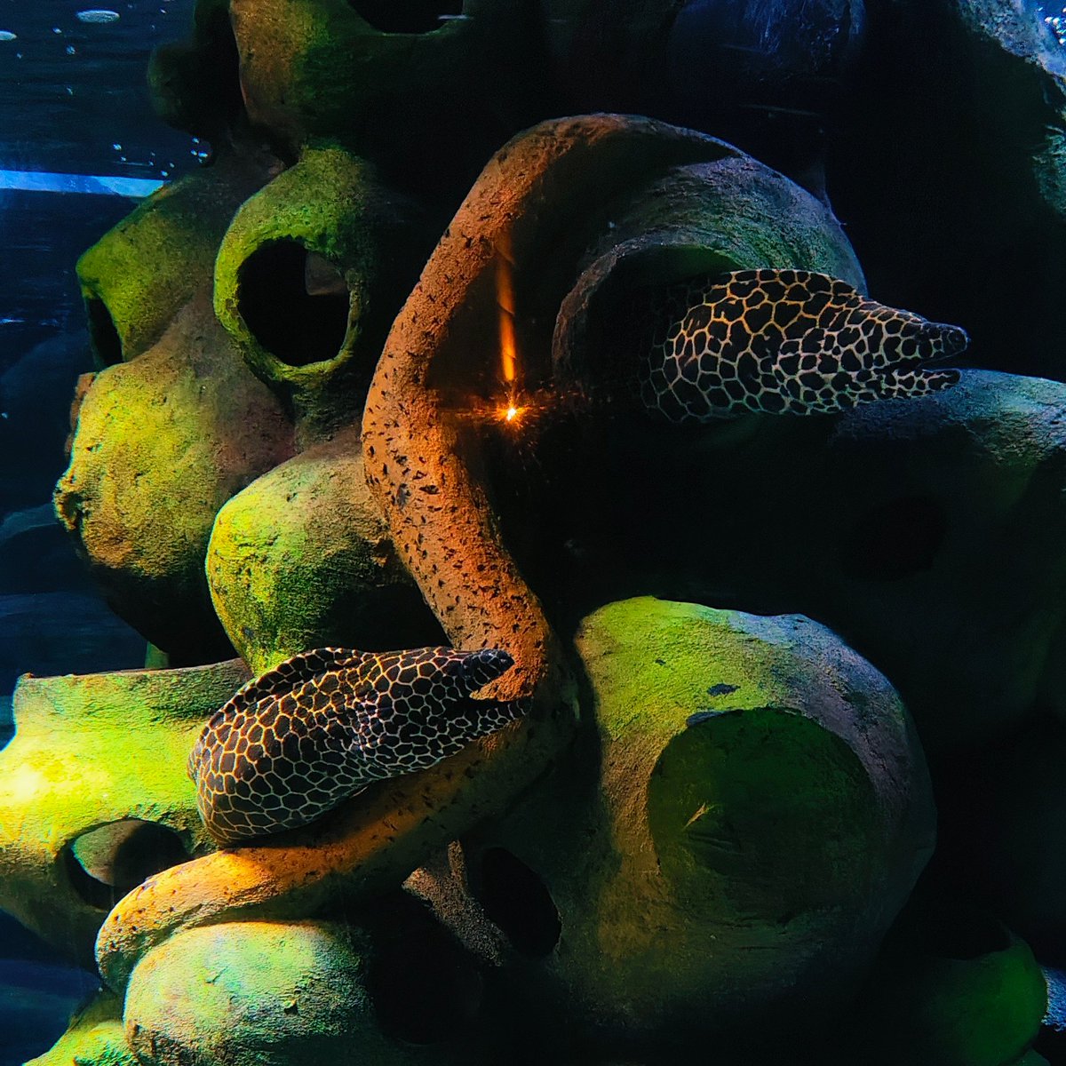 Dark Ackerman (@highelf_bbsr) on Twitter photo 