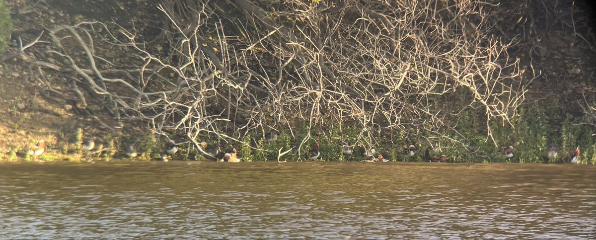 andybennett50's tweet photo. Nice walk around Tittesworth Reservoir this afternoon, 21 Mandarin Ducks on east shore towards dam. @Staffsbirdnews https://t.co/fe4ppzY0yN