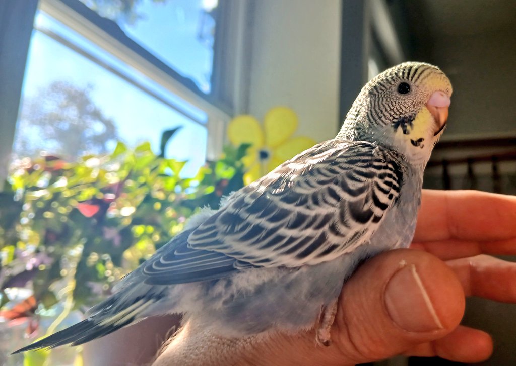 PeaceLovinRobot's tweet image. I love little Charlie Chirp so much.