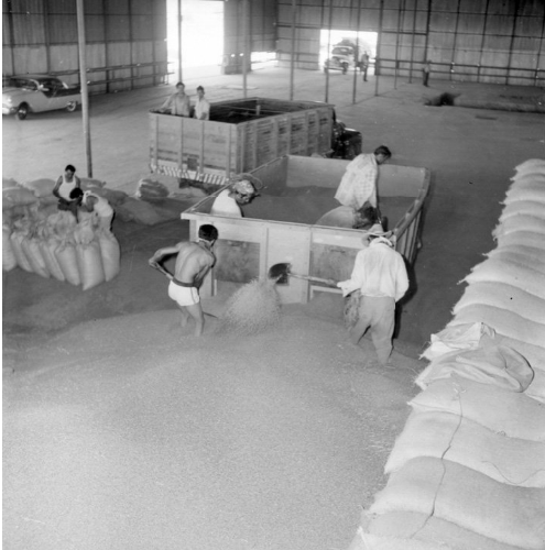 #Revolución 

El estallido de la Revolución no supuso el fin absoluto de la producción agrícola en el norte de México, pero sí causó mermas significativas, especialmente entre 1914 y 1916

Conoce más: historiamexicana.colmex.mx/index.php/RHM/…