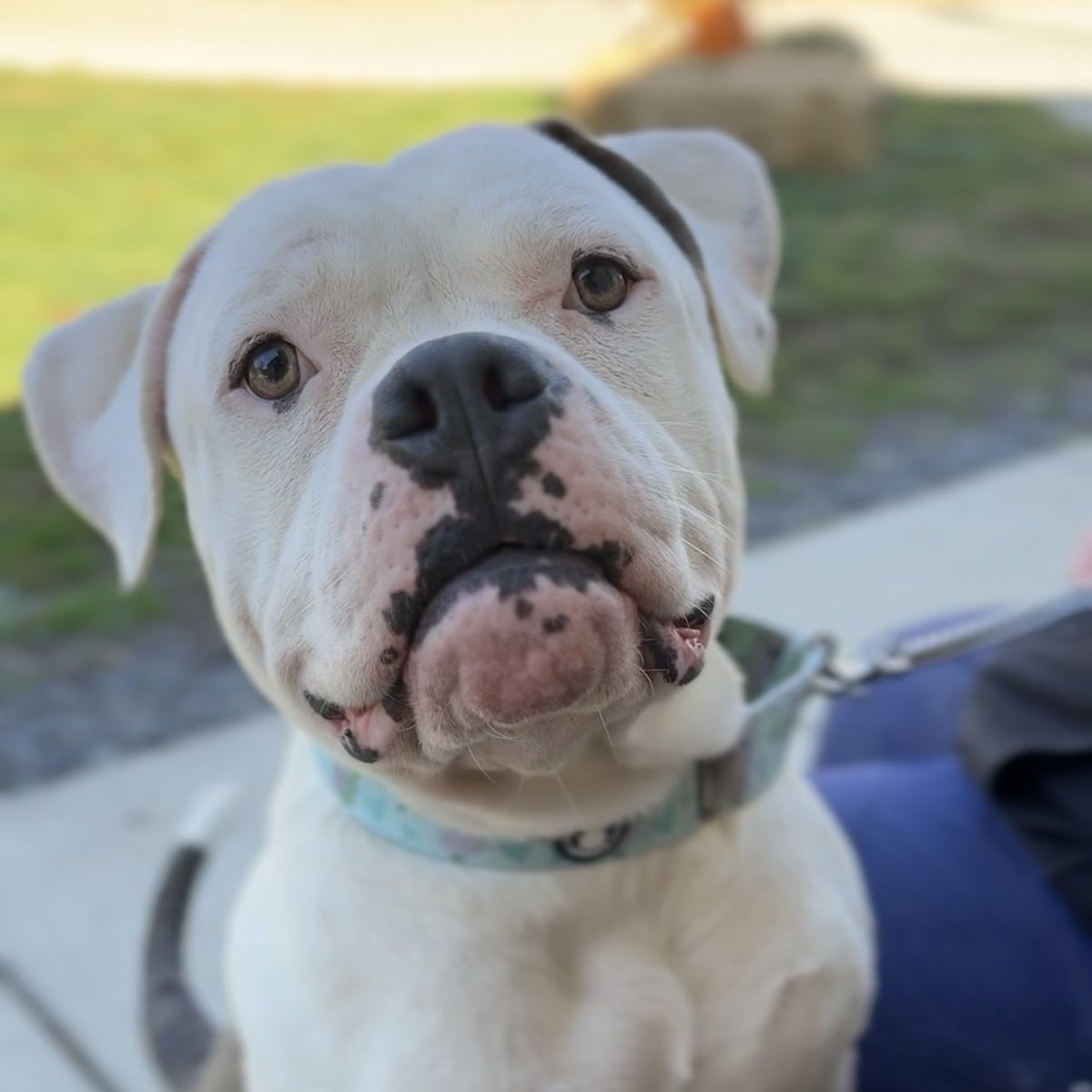 Ghost is deaf and was surrendered to our shelter along with his siblings and parents. He longs for a home who will be understanding toward his needs. Ghost is dog friendly. 

📍 Blackwood, NJ 

📧 caninecareteam@homewardboundnj.org