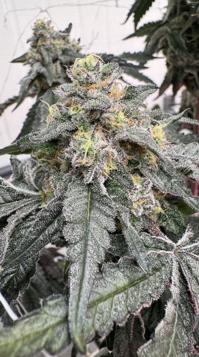 Red Eye (Perm Marker x LCG) 
bred by <a href="/JBeezySJG/">SeedJunky</a>