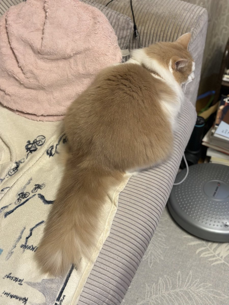 プカプカ猫　in　sky 銀鉤舎🐈‍⬛黒猫イカ耳カギ尻尾 on X