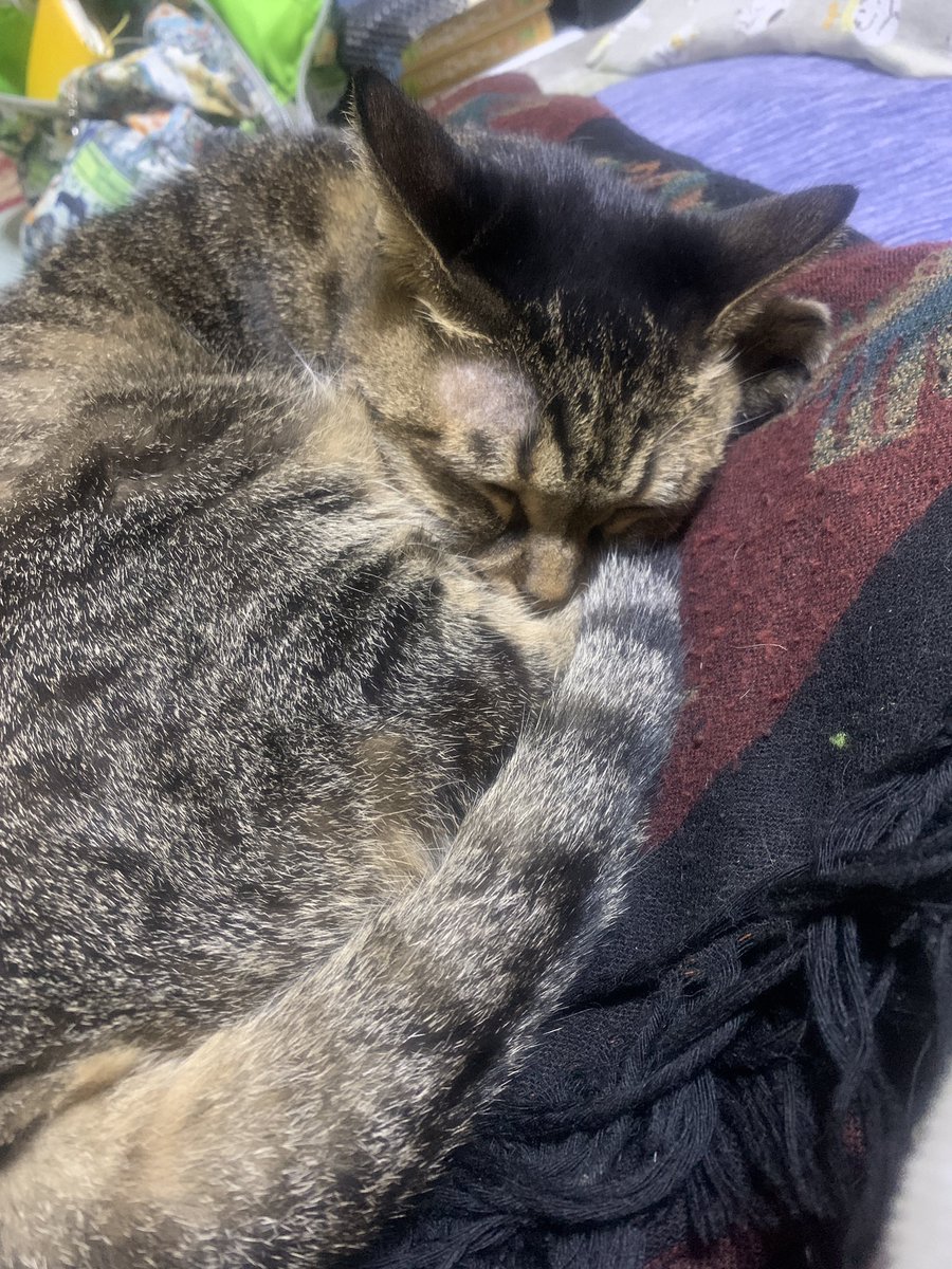 龍脈の精髄 ― クラスター「細針の聖域」保護猫活動支援 龍脈の精髄 ― クラスター「細針の聖域」保護猫活動支援 SUN CAT