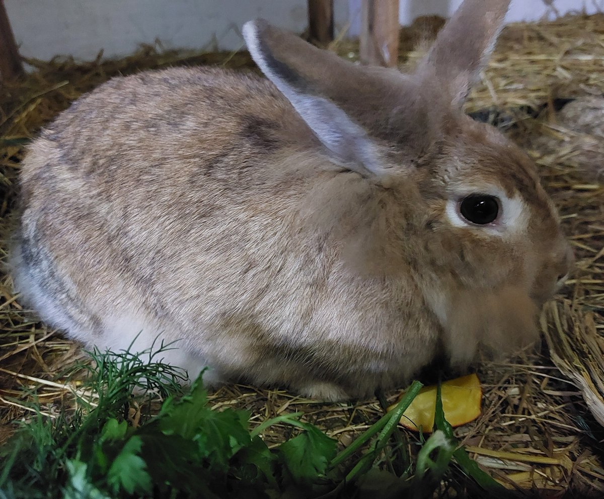 Juhu, Mama ist wieder da und es gibt gelbe Rübe und ganz leckere Kräuter. 🐰😍🐰