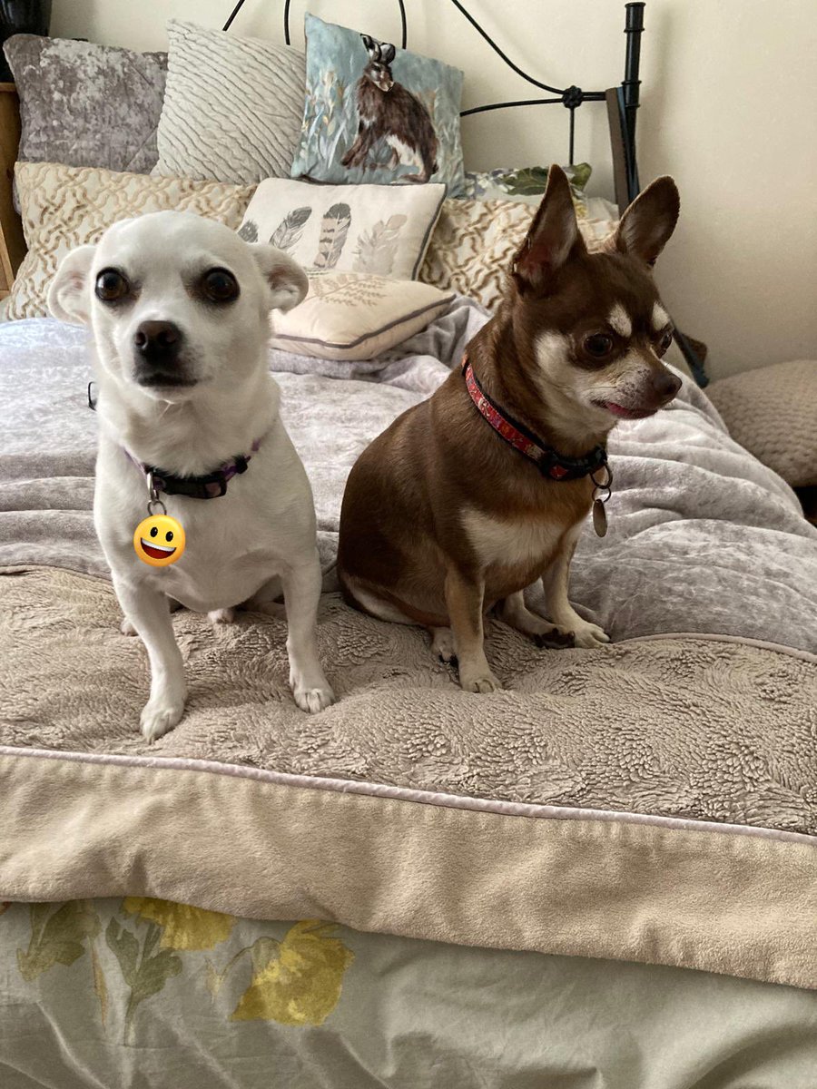 Billy Bear and Chums tweet media