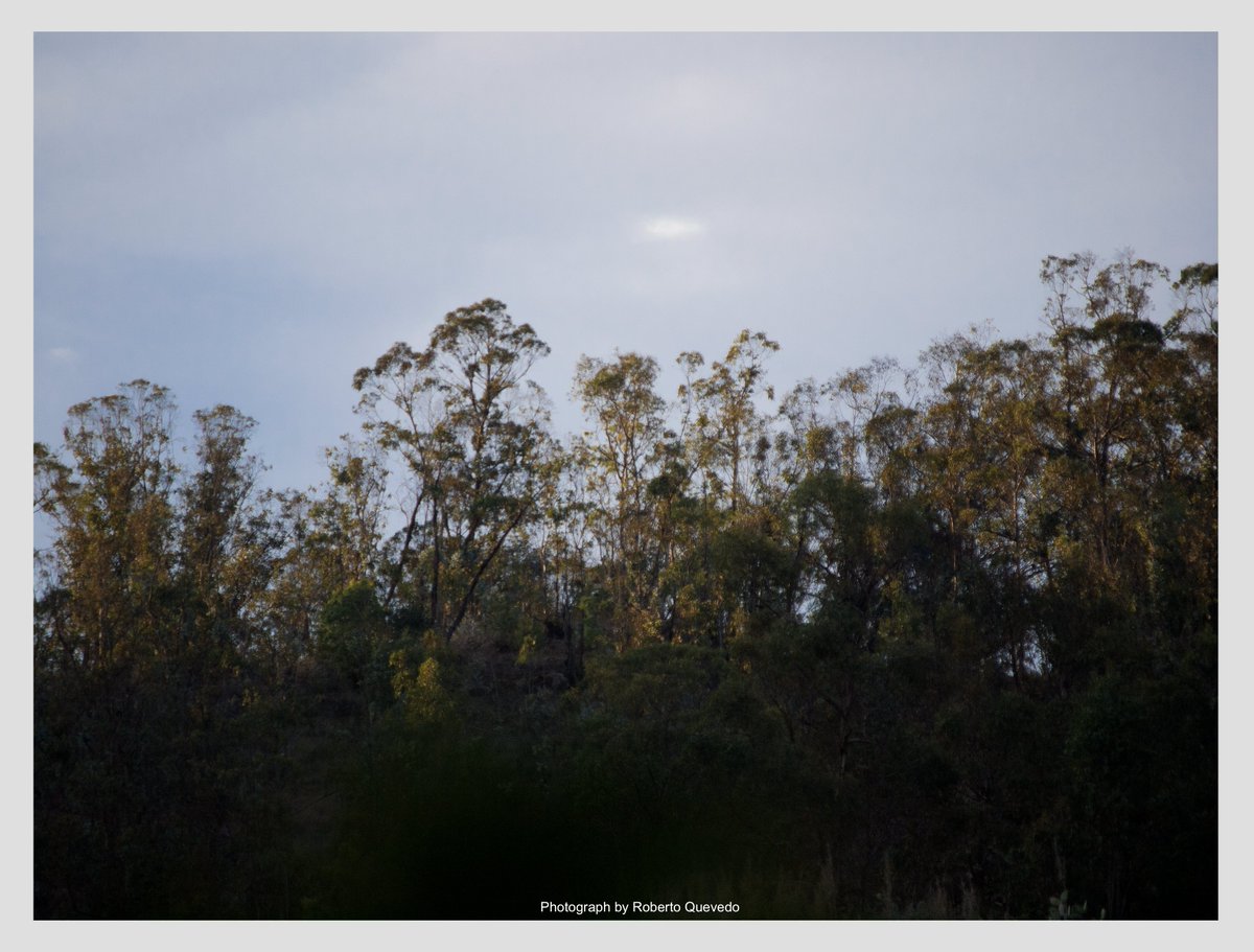Los últimos rayos de Sol sobre los árboles ayer, con ese color entre dorado y rojizo tan especial. Y ese punto de luz en el cielo para darle el sello de sagrado.