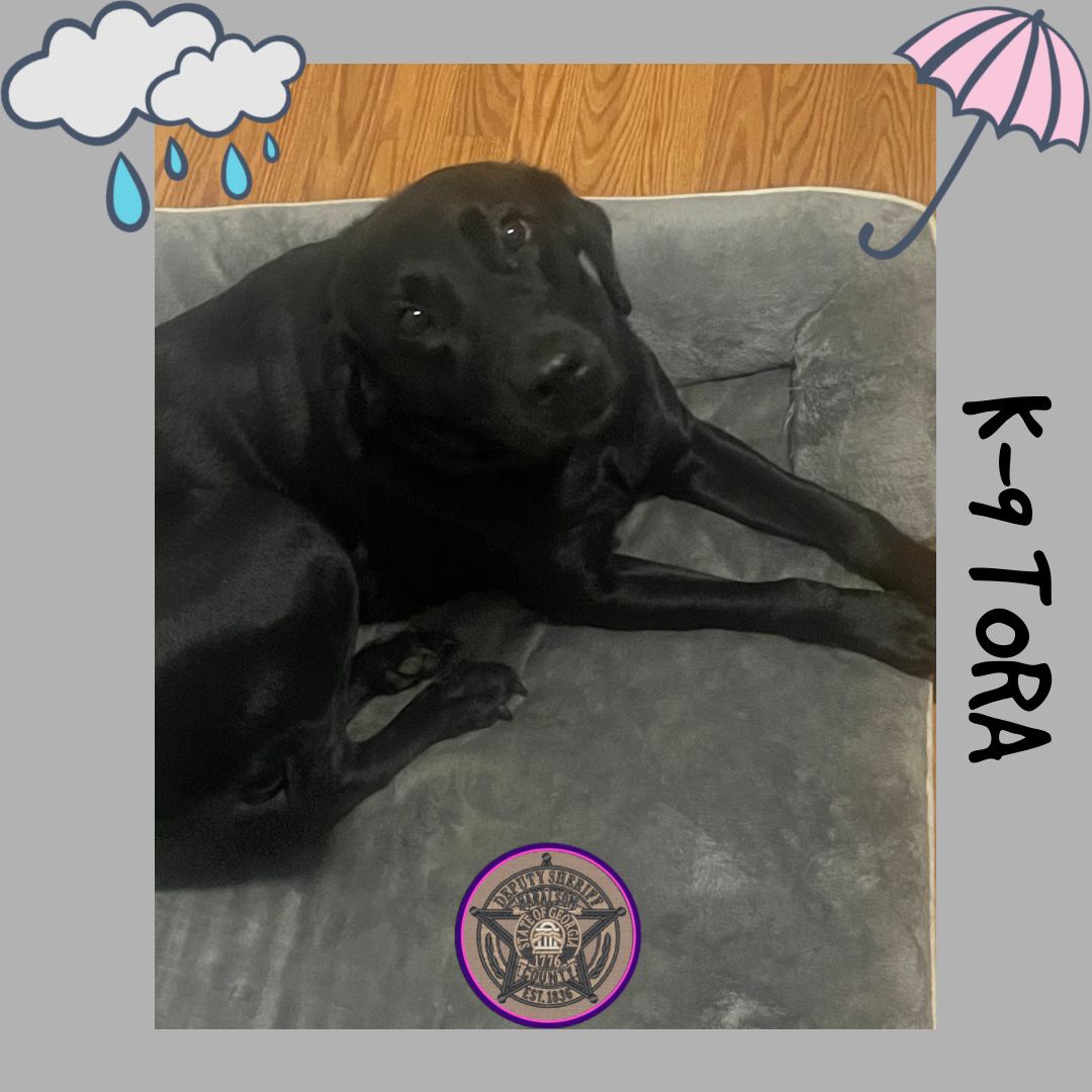 HCSOK9Division's tweet image. K-9 Tora is keeping the vibe very cozy on this rainy, chilly afternoon.🌧️🐶

#K9Tora🐾💙
#CozyAfternoon
#WeUnderstand
#GoodGirl
#RainyWeather
#HCK9Division
#HCSO