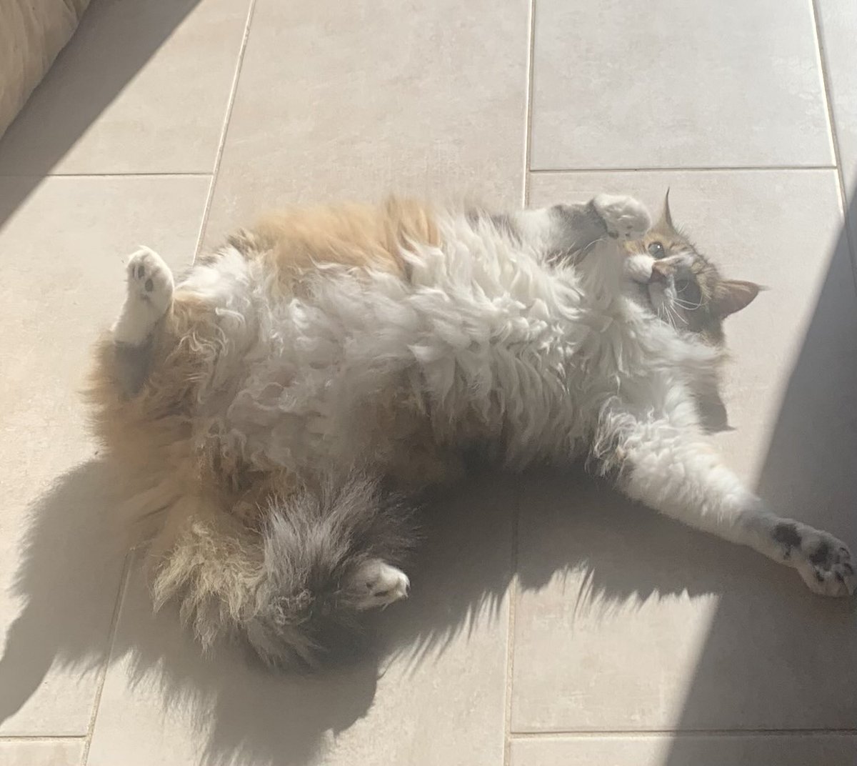 Theo_Logie's tweet photo. Pendant que j’ai un temps de merde chez moi Loulou se régale dans le sud… https://t.co/t711LfWo7r