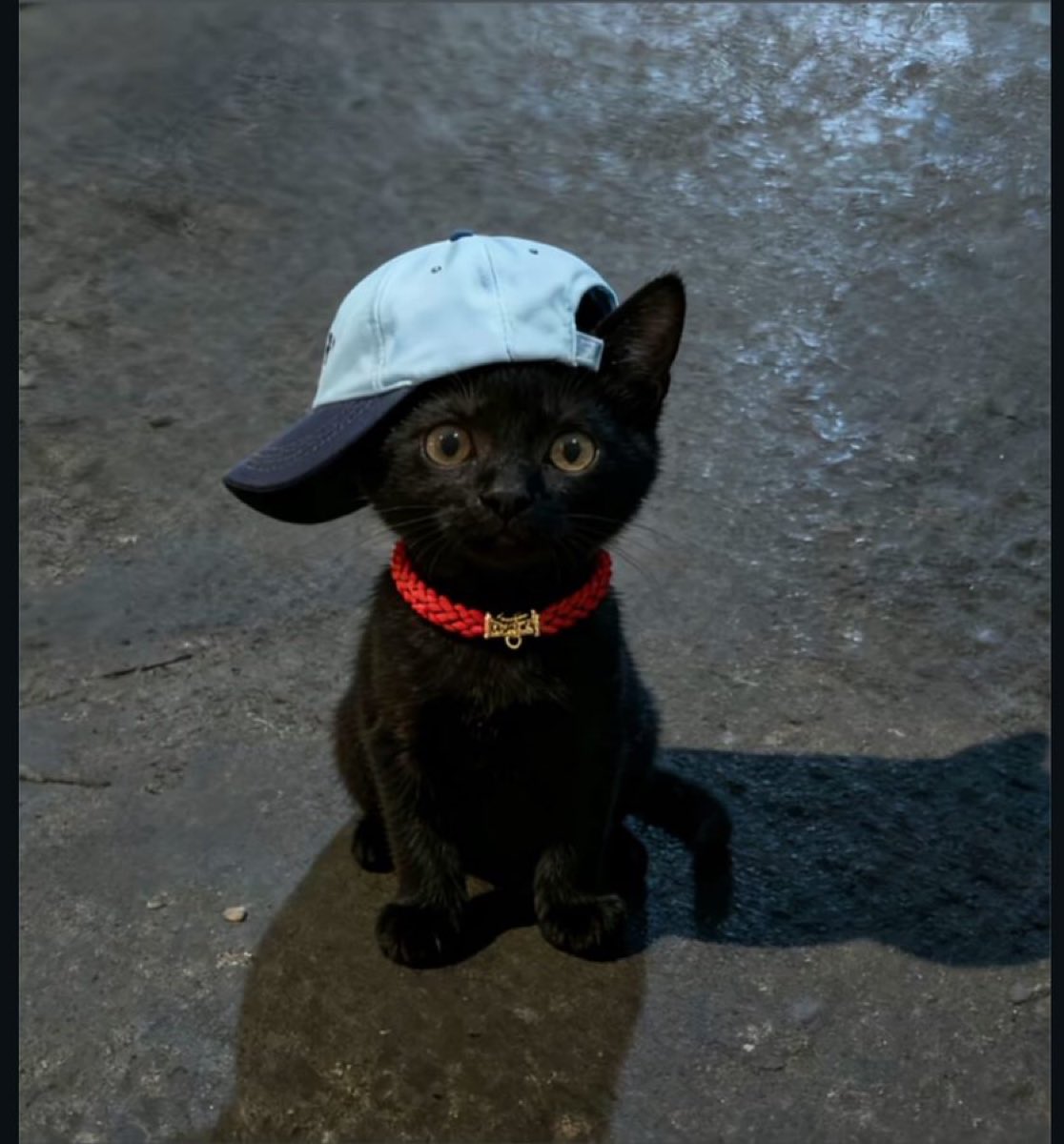 Out Of Context Animals (@cntxtanimai) on Twitter photo 