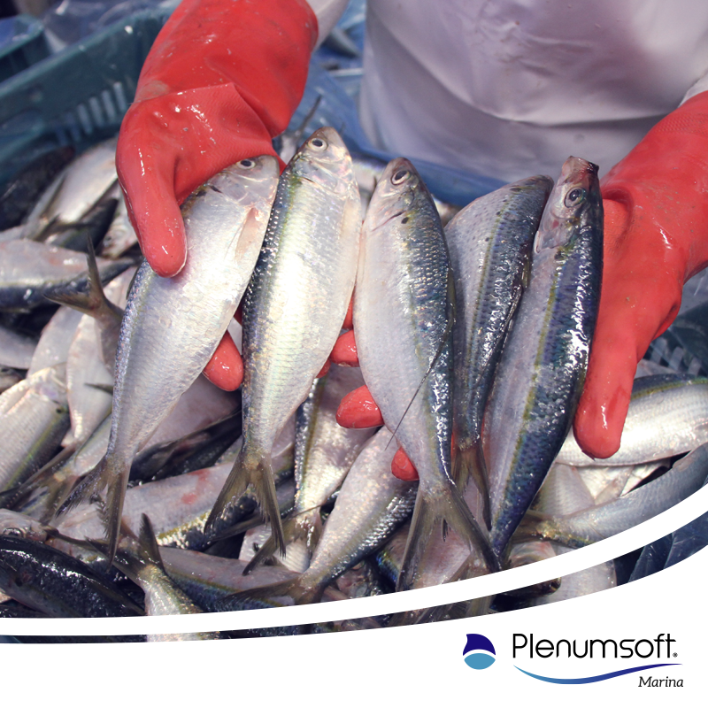 Plenumsoft Marina tweet media