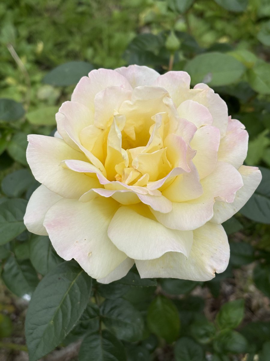 花ページ adidas ZX 8000 “Hanami” Pack Celebrates Japan and Germany's