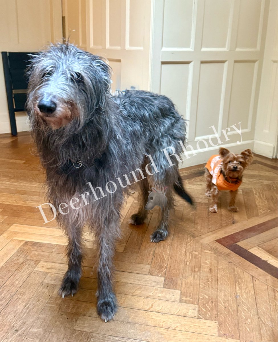 DeerhoundRhodry's tweet photo. When youโve got a little friend to stay ๐ฅบ
(sorry about the watermark weโre fed up with our pictures being stolen)
#dogsofX #RescueDogs #littleandlarge https://t.co/AJdLVSQHvr