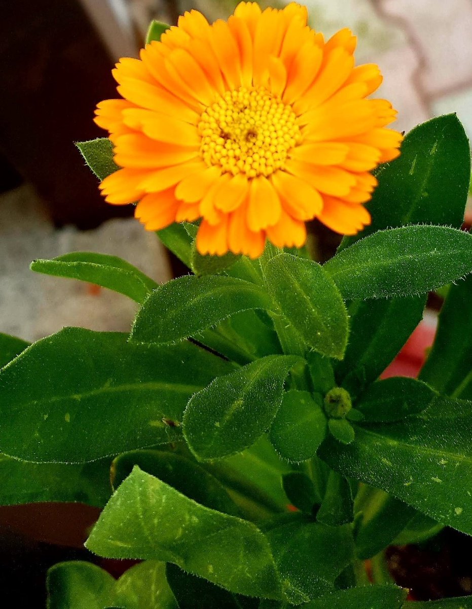 Maria Lea tweet media