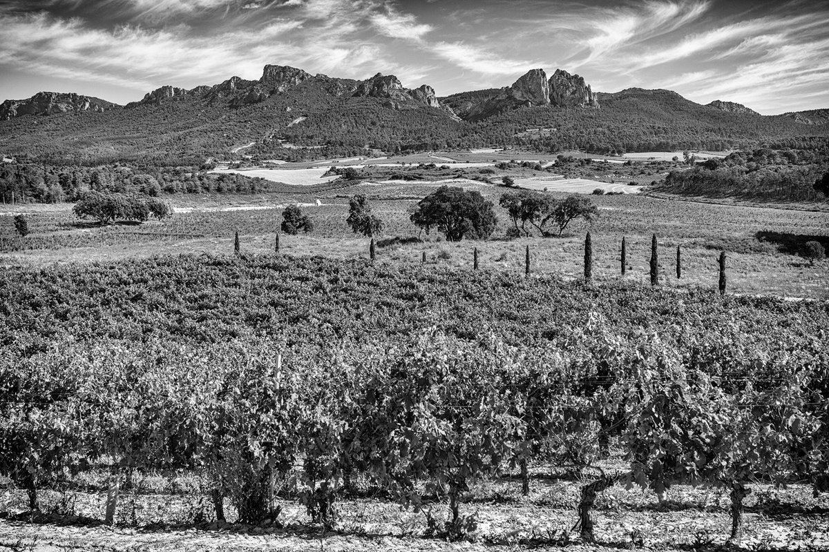 BURGOS Y EL VINO
Sabías que la provincia de Burgos acoge tres denominaciones de origen vitivinícolas:
#RiberadelDuero, #Arlanza y también #Rioja ya que la pedanía de El Ternero (foto), perteneciente al municipio de #MirandadeEbro produce vinos bajo la Denominación de Origen Rioja