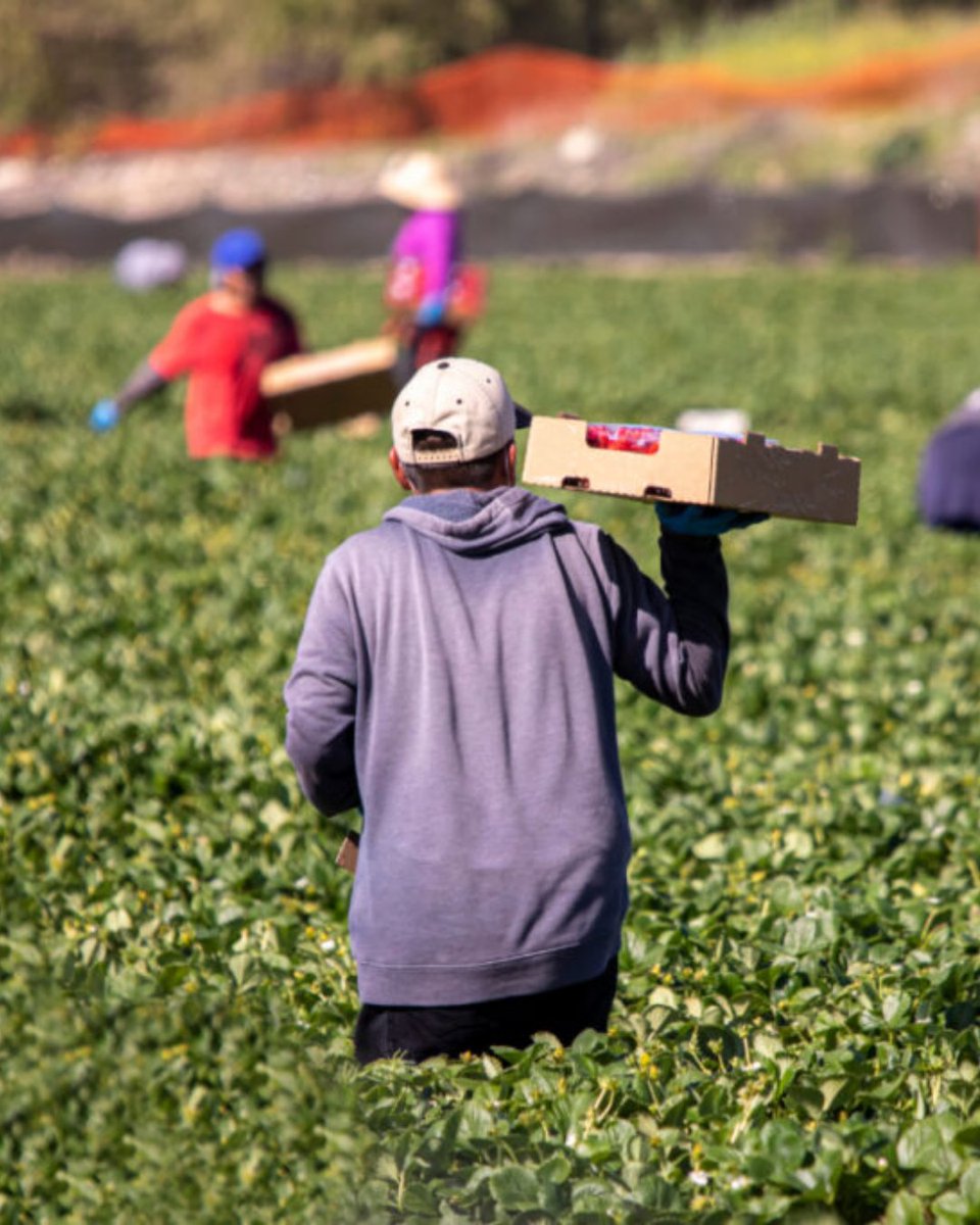 🚨 <a href="/USDA/">Dept. of Agriculture</a>'s new #H‑2A wage rule brings short-term relief — using state-level data &amp; tiered wages. But #growers say it’s not enough. A long-term, market-based solution is still urgently needed.

freshfruitportal.com/news/2025/10/2…

#TIPA #TexasProduce #FreshProduce #AgLabor #FarmPolicy