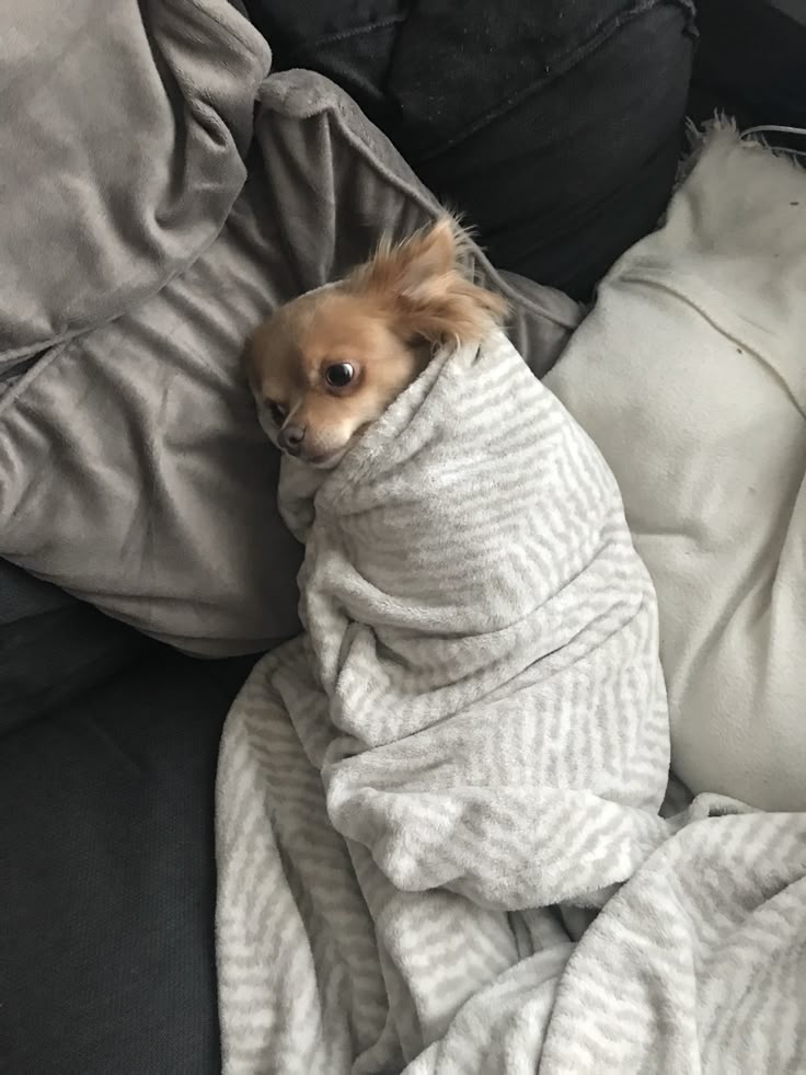 Lunes de disociación.