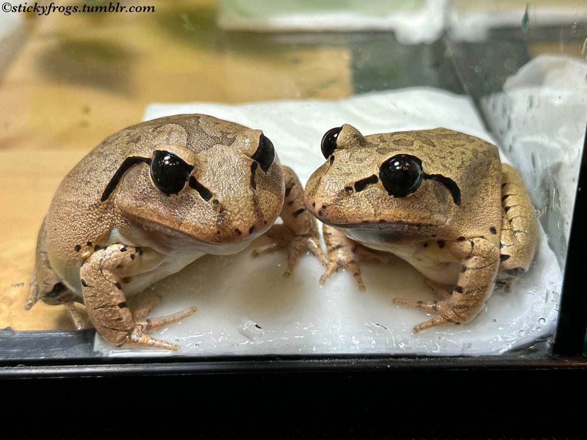 An Urgent Meeting has been called at Beverley and Trevor’s house! (Staring Reasons!)