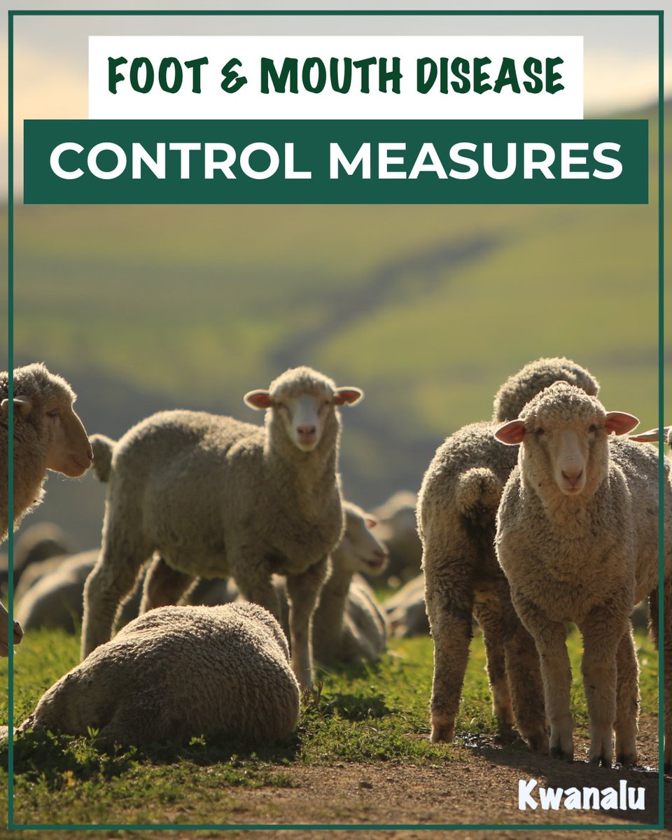 #FootAndMouthDisease (FMD) control measures remain in effect across SA to help contain the spread of #FMD &amp; protect the #livestock value chain. Compliance &amp; cooperation are essential to keep rural economies secure &amp; livestock healthy. 💪 Learn more: 2ly.link/28sUR 📃