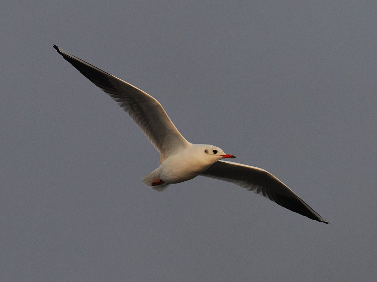 Black-headed Gulls are seen from the garden throughout the year. Now the colder months have arrived the numbers start to increase. Photo taken 27 October 2025.