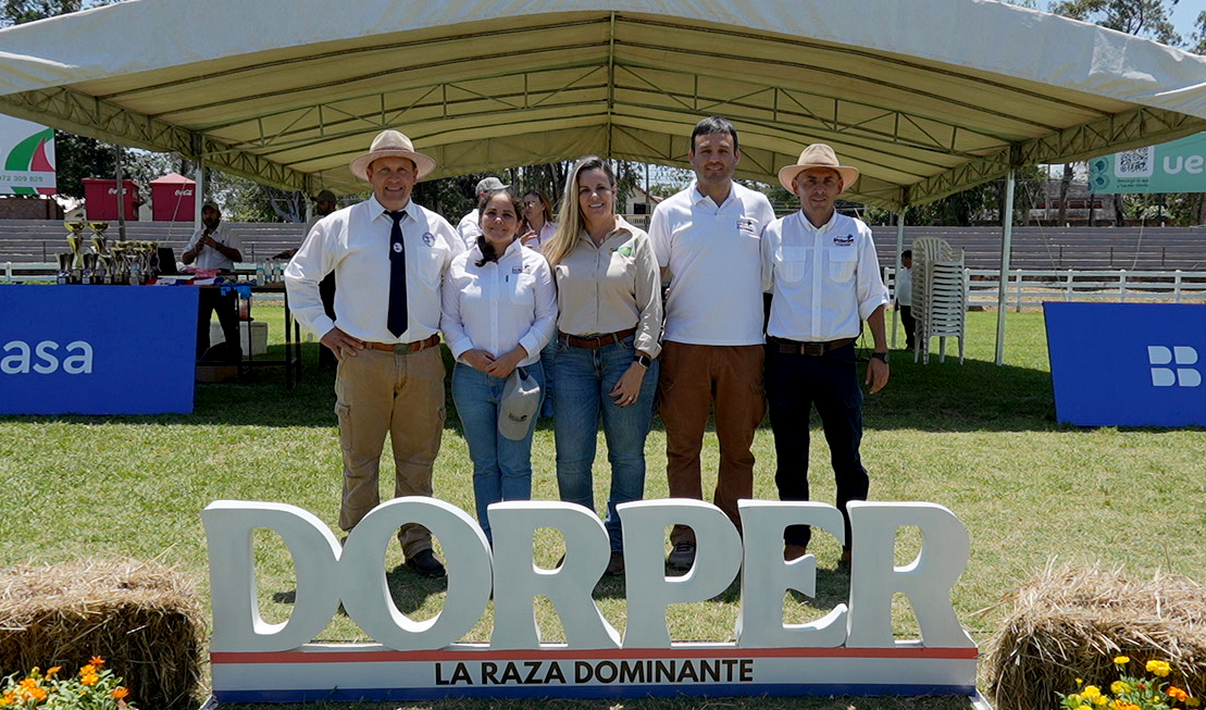 arp_py's tweet image. LA DORPER BRILLÓ EN SU NACIONAL CON MÁS DE 300 EJEMPLARES DE ALTA GENÉTICA
Desde el gremio de criadores destacaron que la calidad presentada evidencia que la raza transita por el camino correcto.
👉acortar.link/cBBFPH