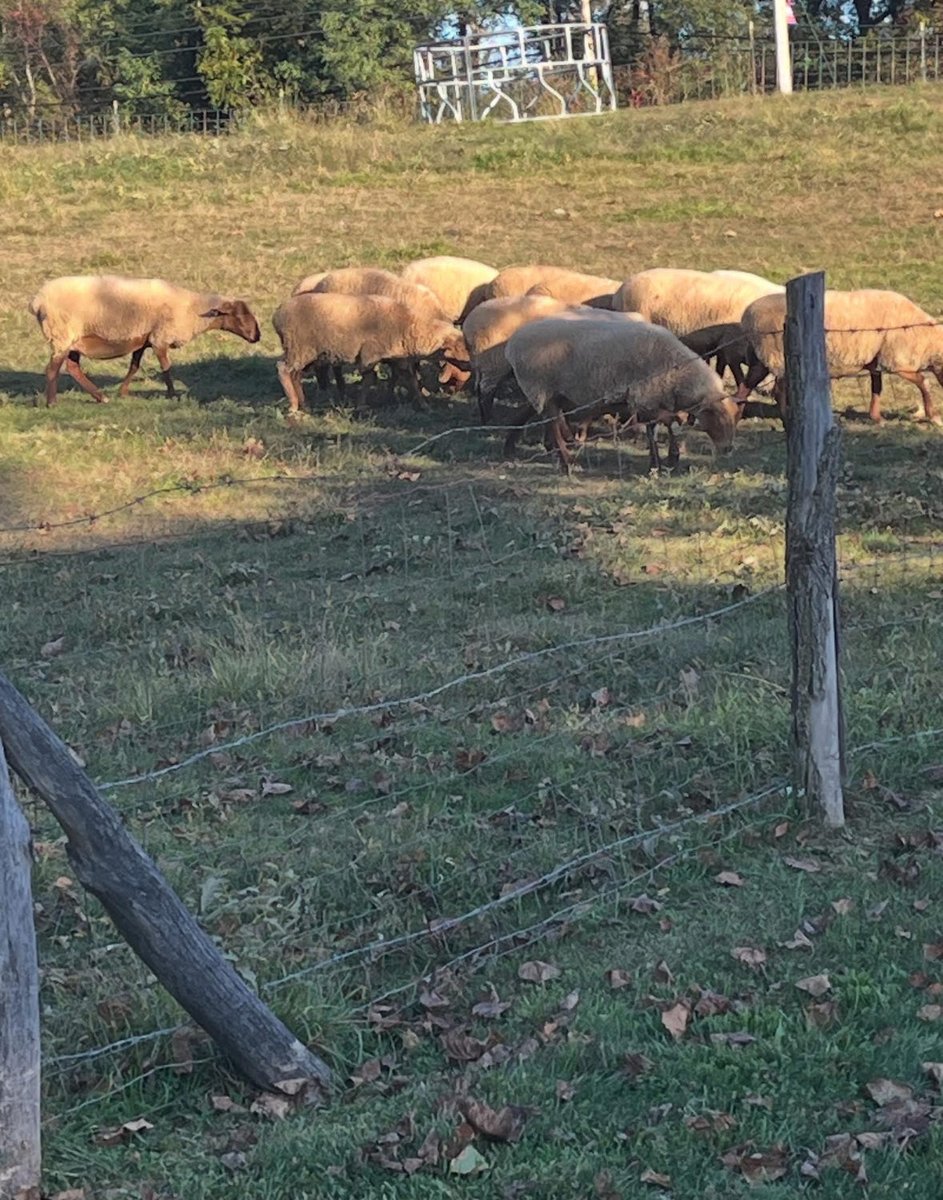 GreystonePrgrms's tweet image. There’s nothing like a fall day outside at Stony Kill Foundation! The changing leaves made the trails even more beautiful with colorful scenery, and plenty of time outdoors exploring the fields and meeting the animals.

#greystoneprograms