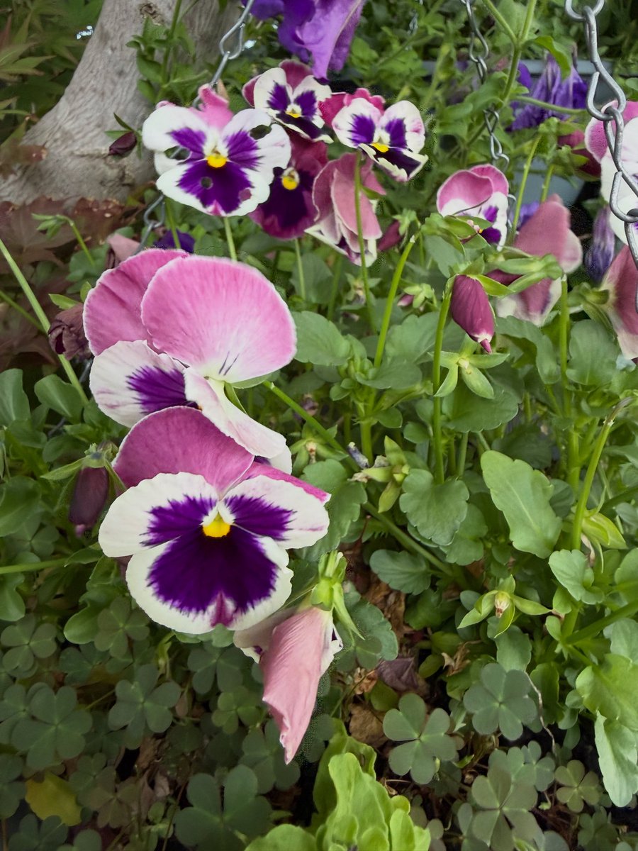 Mitchell Squires tweet media