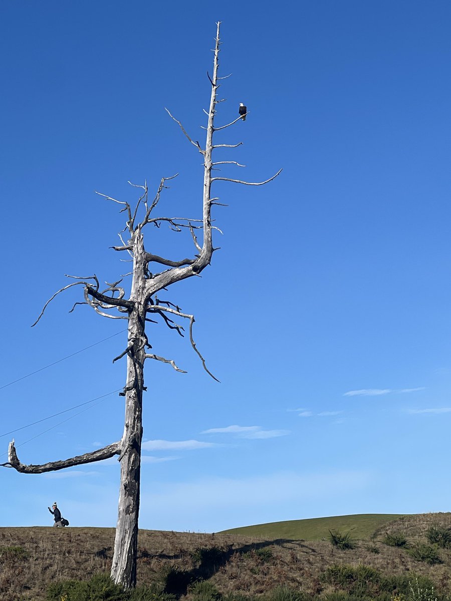 CaddieError's tweet photo. @BandonDunesGolf 
The Eagle has landed
#GhostTree https://t.co/2vE9QG2gRF