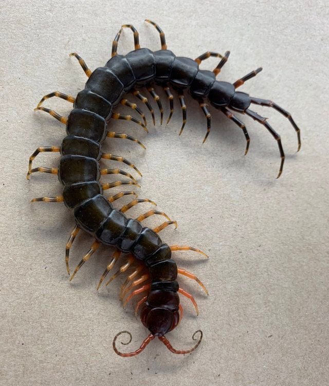biologia_braba's tweet photo. Por 1 milhão você teria que sobreviver 24 horas com um quarto empestado de um desses bichos aqui. 

Qual você escolheria? https://t.co/y3rnQ8CeS6