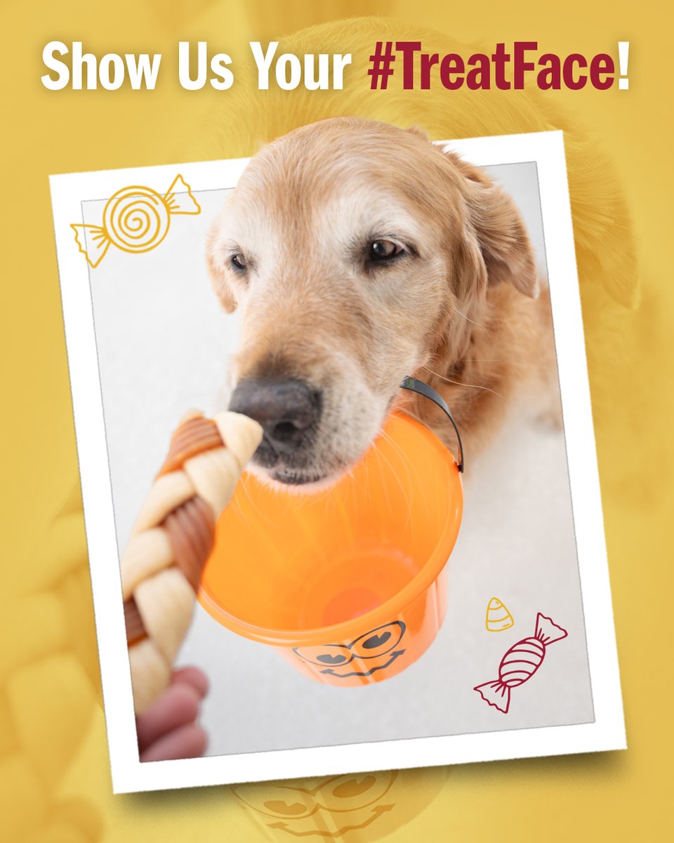 CadetPet's tweet image. Trick or #TreatFace! 👻 Tag @CadetPet and use our hashtag for a chance to be featured!

#CadetPet #Halloween #HappyHalloween #nomnom #dogtreats #dogchews #dogsofx #doglove #rawhidefree