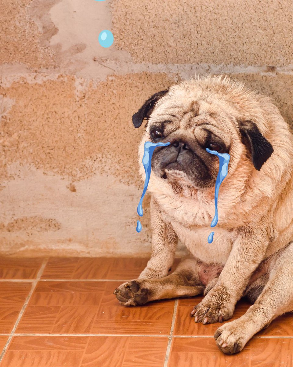 Lamar Dining tweet media