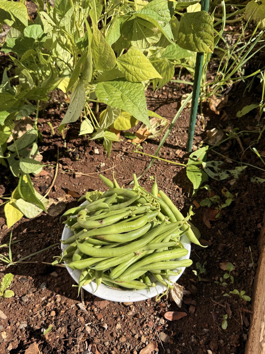 I’ve been growing beans and squash. First time for me eating food I grew. Feels good.