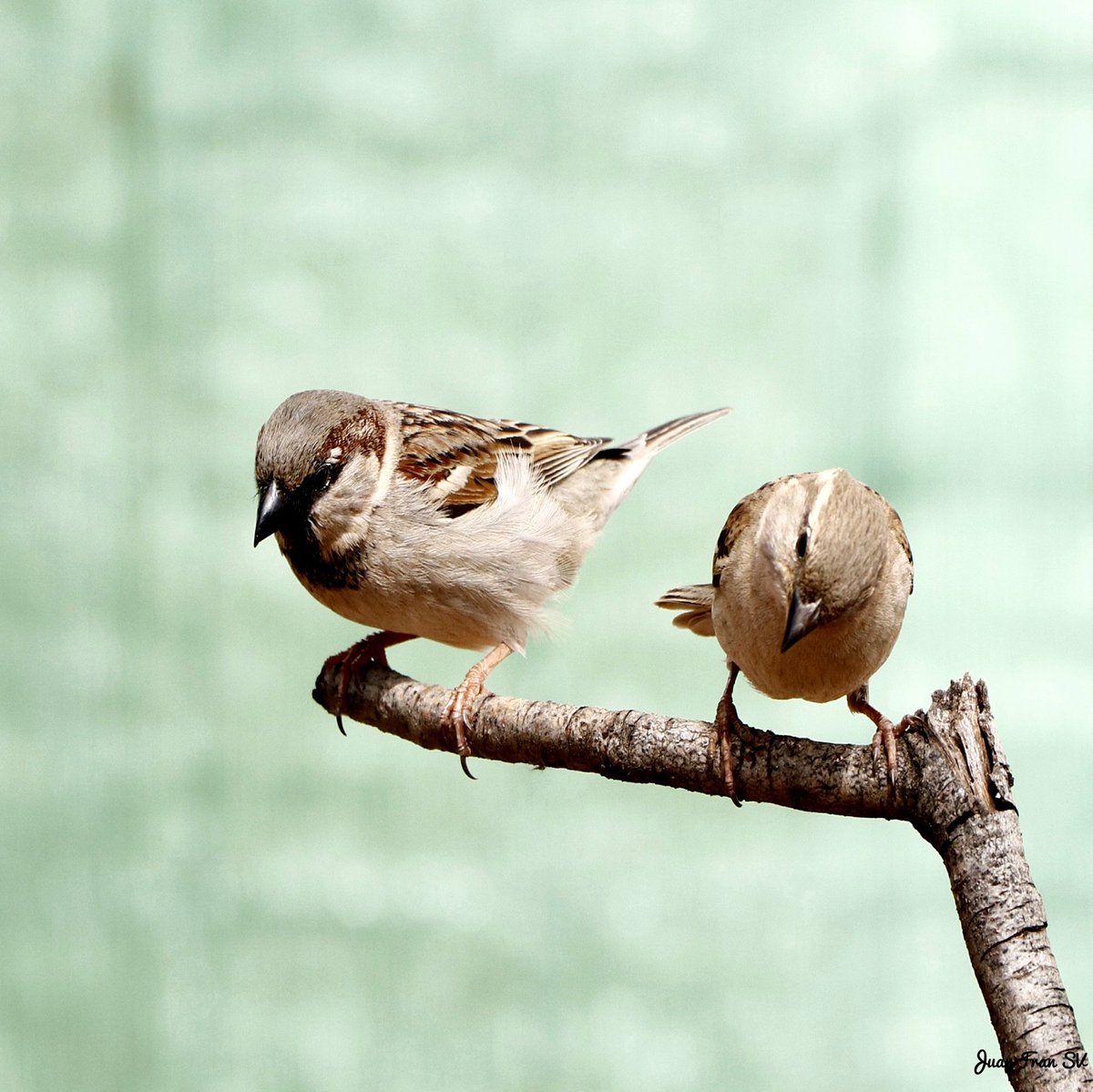 Juanfra07suarez's tweet image. GoRRióN CoMúN  ..!!
#pajarosextremadura #naturextremadura #naturaphotography #canonphotography #extremadura #avifauna #aves #birds #pajaros #naturaleza #ornitologia