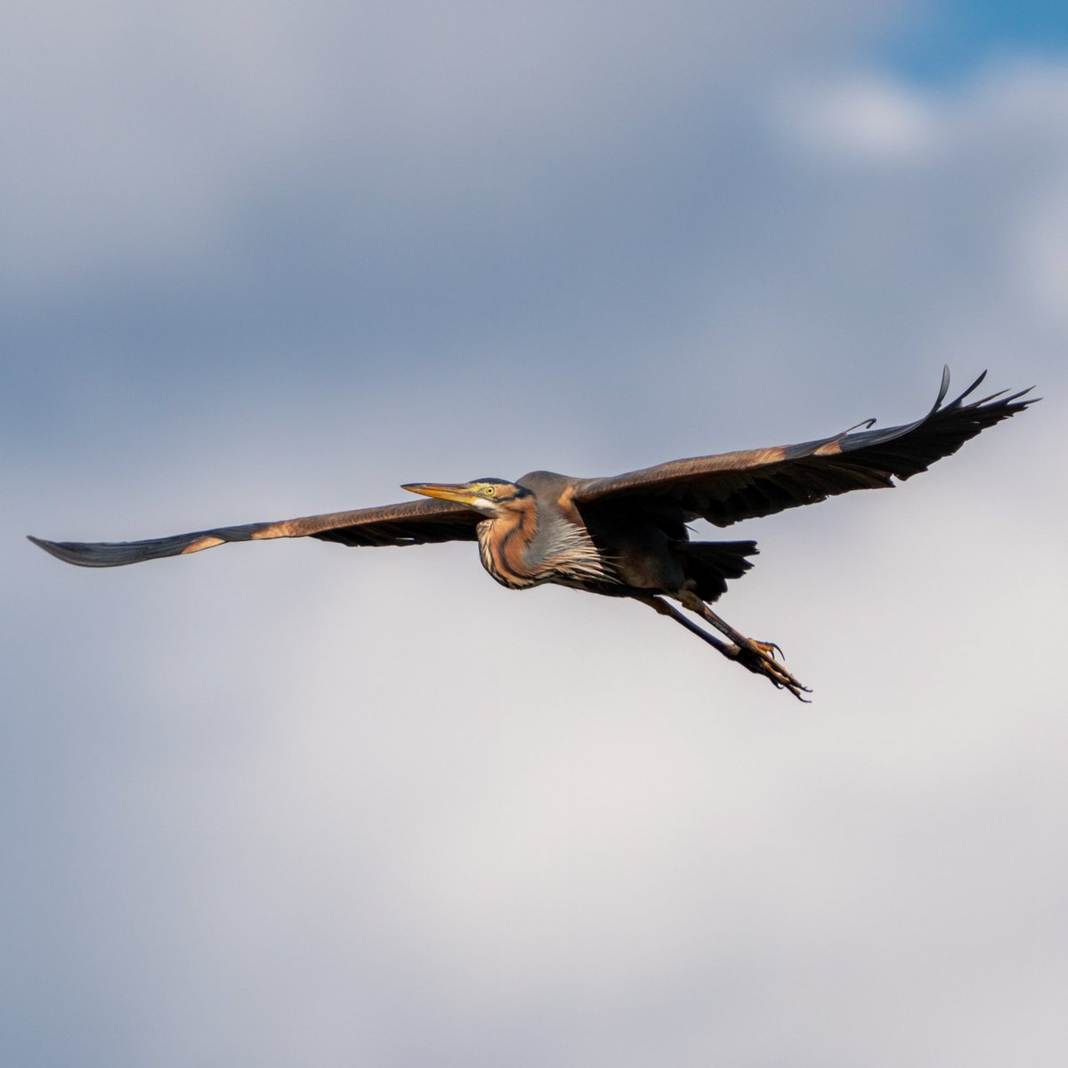 Ali_COBANOGLU_'s tweet photo. Uçaklara ilham veren bir uçuş tekniği…
ERGUVANİ BALIKÇIL
Purple Heron 

Sony A1 - Sony 200-600 mm

#trakus #1x #sonyalpha #sonyalphatr #sonyalphasclub  #ebird #cornellbirds #trakus_org @trakus_org @cornellbirds @team_ebird #purpleheron  @wings.feathers.beaks https://t.co/Eg5WvmKENu