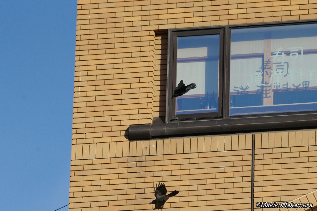 カラスの剥製 ハシボソガラス 希少 カラスの剥製。 - 森共同アトリエ 管理人日記