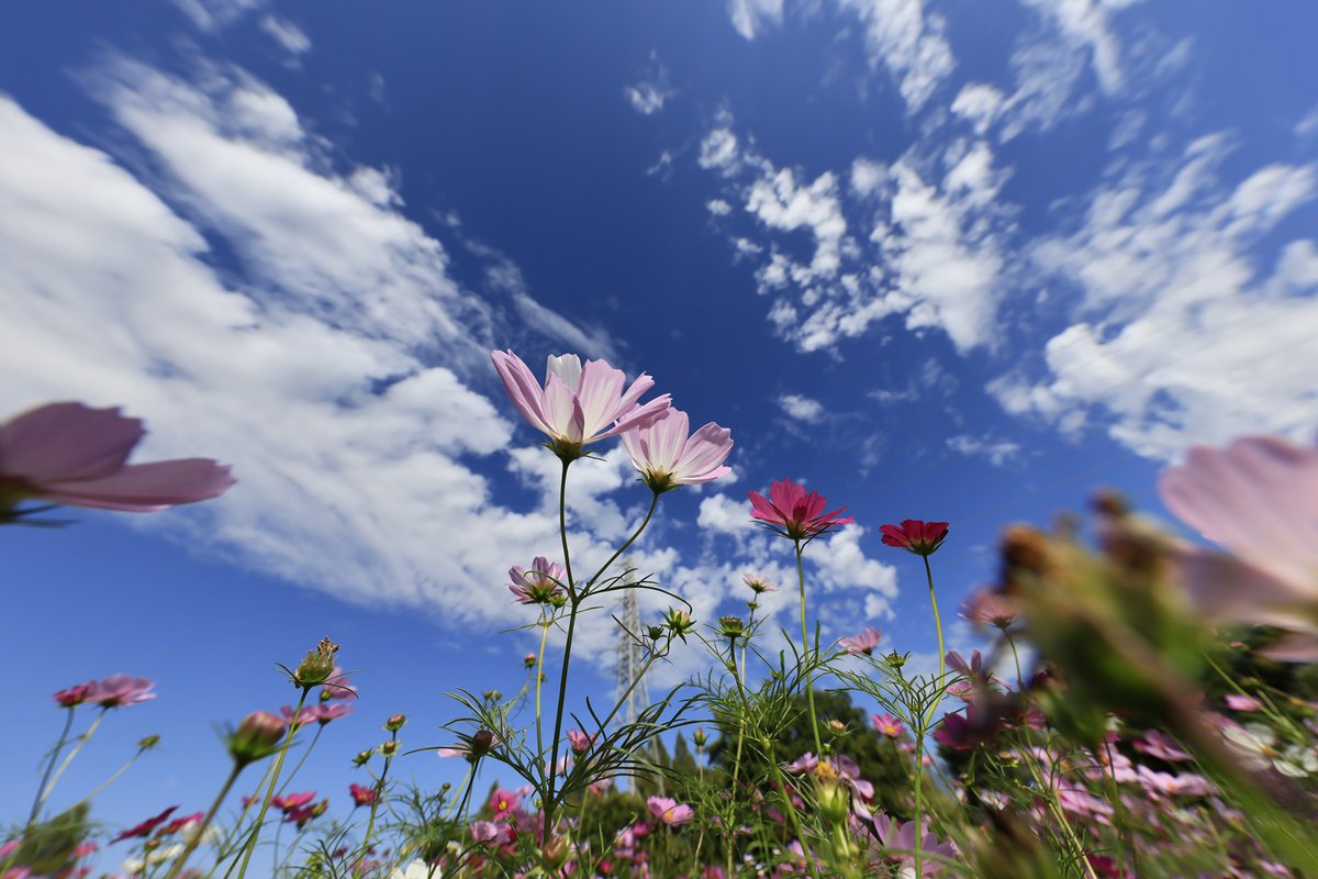 やまあおいSCOTT コスモス 25.5 やまあおいSCOTT コスモス 25.5 やまあおいSCOTT コスモス 25.5