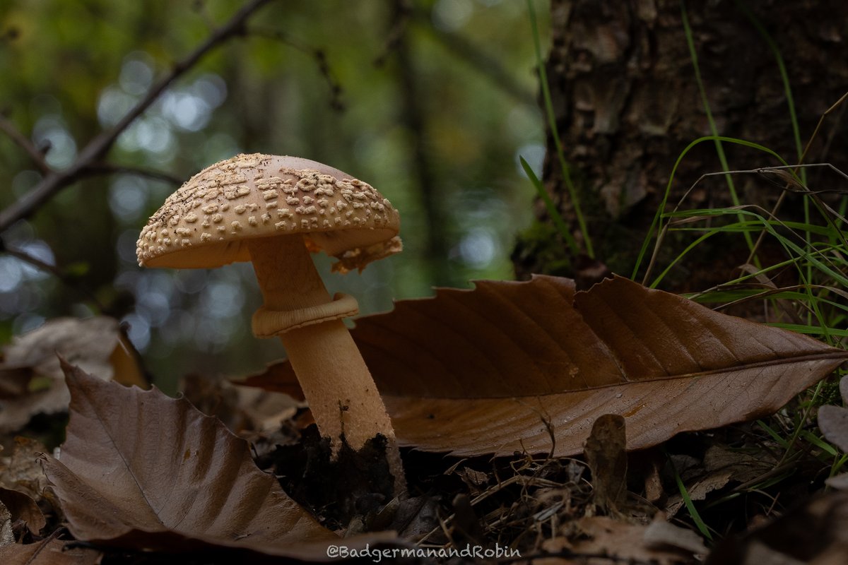 loveday_p's tweet image. Positively beautiful Panthercap (Amanita pantherina) that doesn&apos;t need bright colours to be exquisite @bbcwildlifemag  @BBCSpringwatch  @WildlifeTrusts  @ShropsWildlife  #mushroom #mushroomhunting #MushroomLove  #fungi #fungihunter #fungilover  #autumn #autumnvibes🍁 #inthewoods