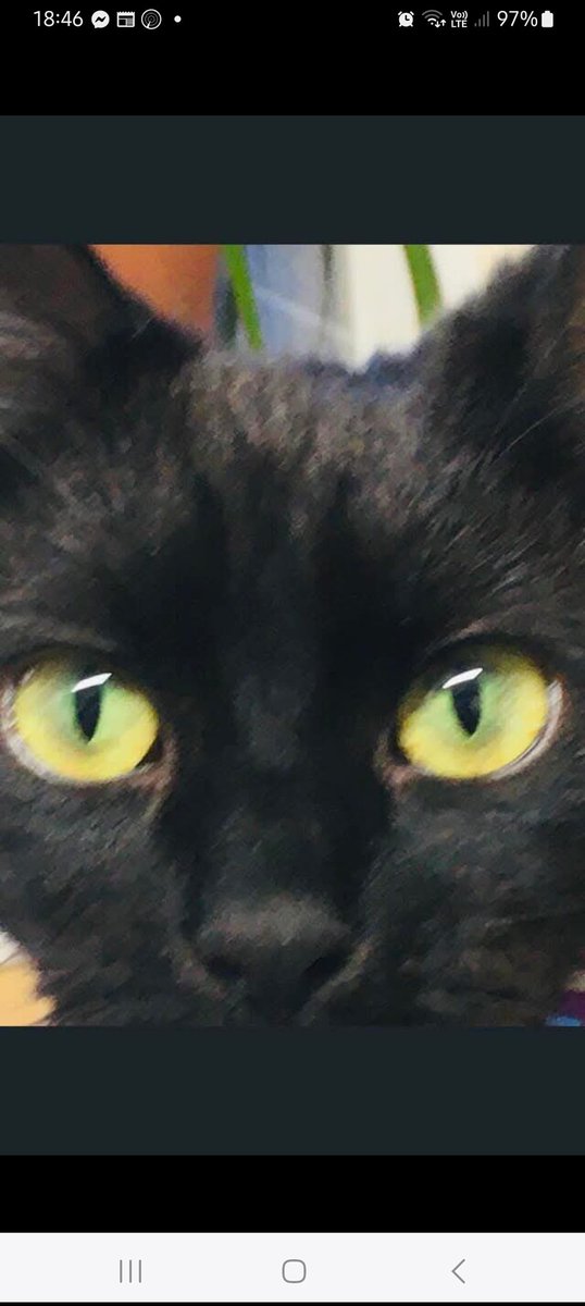 nutkinsdigits's tweet photo. It's international black cat day today so here's my needy little weirdo-Joey Dunlop. Sure she'll wake me up at 3am but I don't care because I loves her I do. #internationalblackcatday https://t.co/urI3ZU7KEh