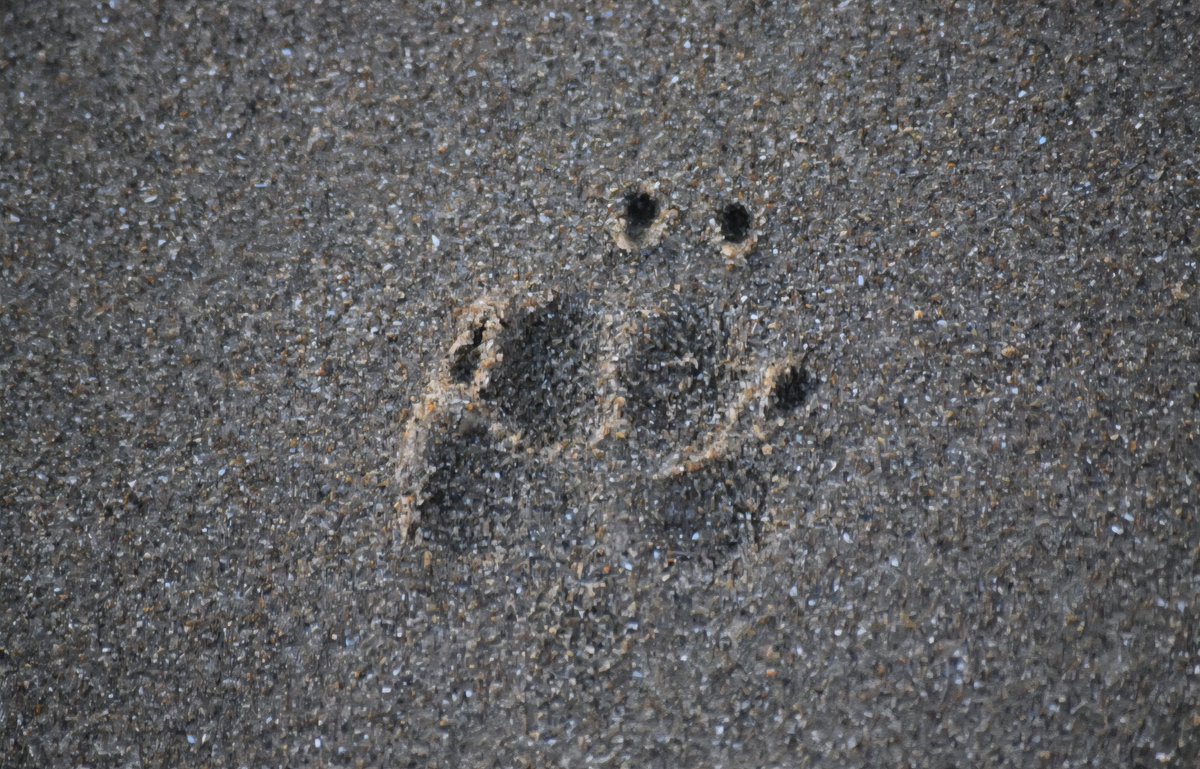 Shelly HW 🏄♀️🐁🐝 (LifeataSwell'sPace) tweet media