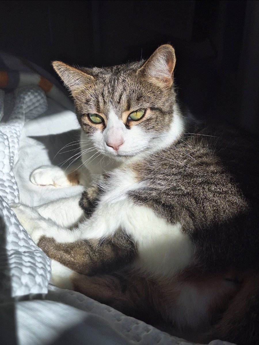 Shelly HW 🏄♀️🐁🐝 (LifeataSwell'sPace) tweet media