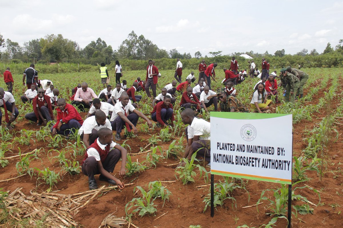 achiengca's tweet photo. Through the @BiosafetyKenya Garden Initiative, NBA is nurturing both young minds and school environments with biosafety and sustainability awareness.
Mundika Boys, Busende Primary, Muyafwa Pri &amp; Sec, Ulumbi Primary &amp; Sec, and Ulumbi CRC
🌱 Greening schools.
- #ForestsKE https://t.co/rizIyfCvTo