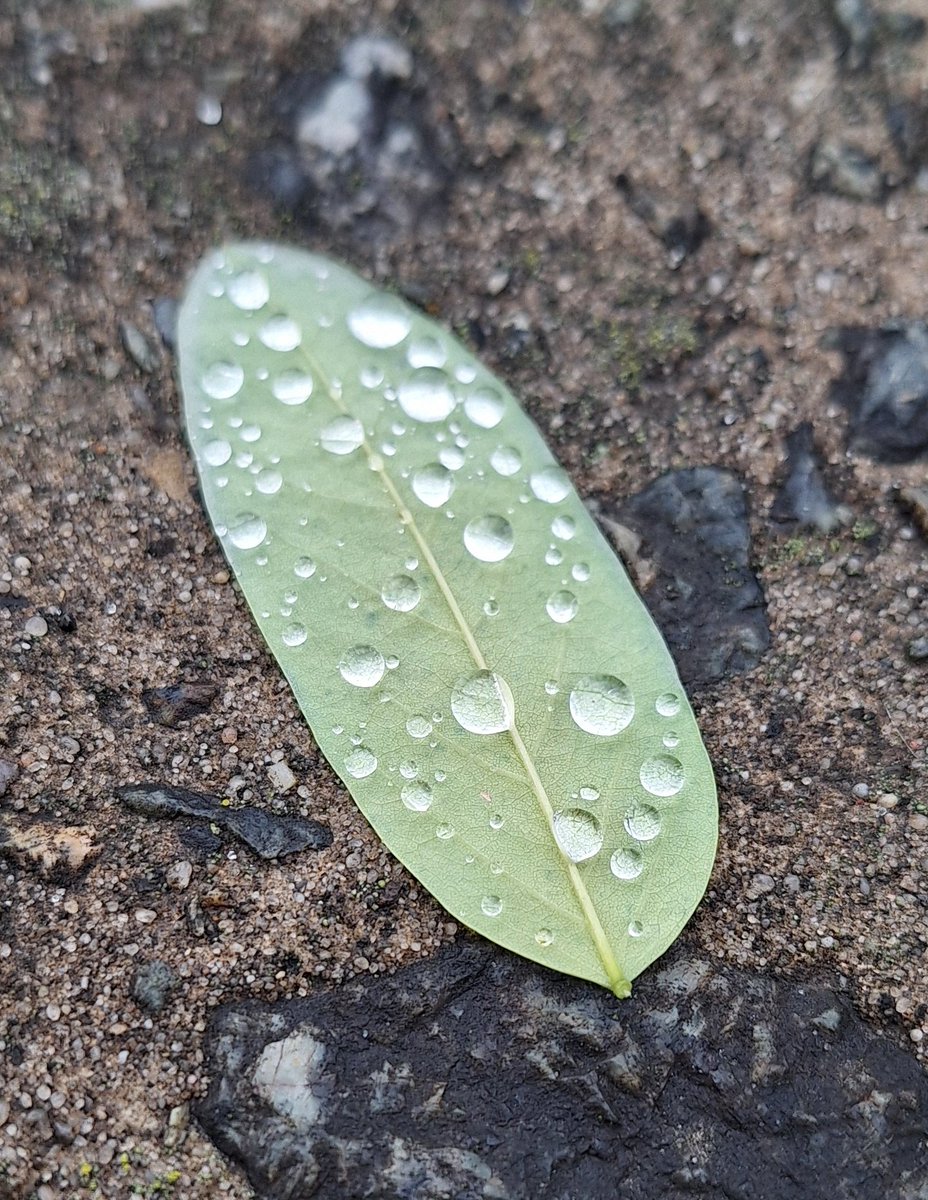 -не можу говорити, фоткаю листочки після дощу
-але ж ти сама подзвонила
-все пока