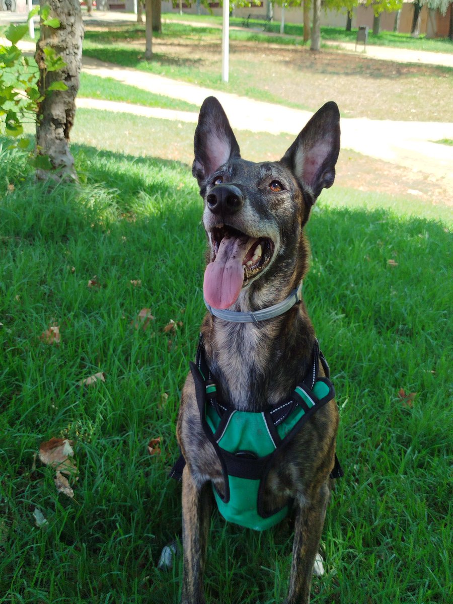 Zankokuna tenshi tweet media