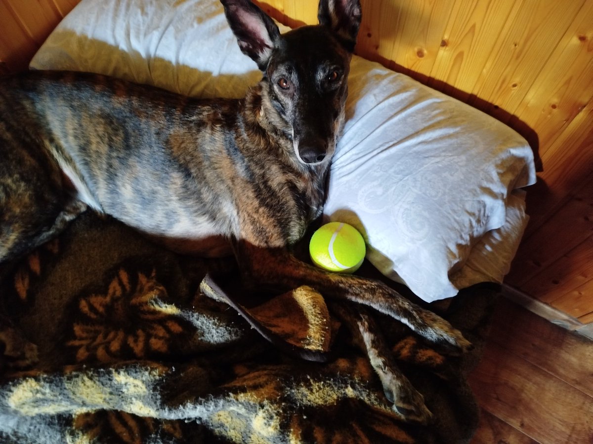 Zankokuna tenshi tweet media