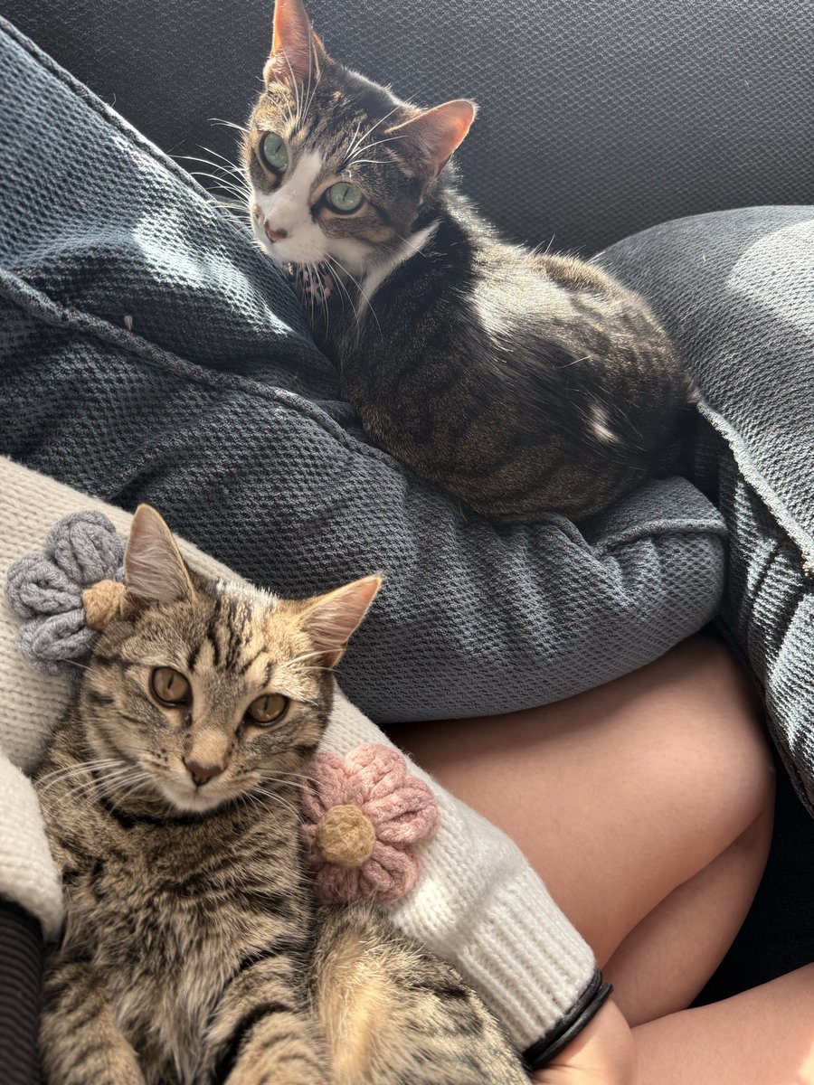 𝐂𝐨𝐫𝐭𝐧𝐞𝐲 ฅ^•ﻌ•^ฅ tweet media