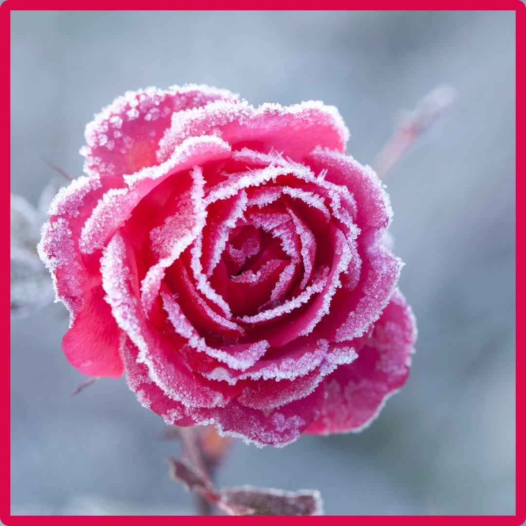 ‘Frost’ is one of English’s oldest words — unchanged for a thousand winters. From Old English ‘forst’ to the same chill sound we use today. greatexpectationseducation.uk/musings-words-…