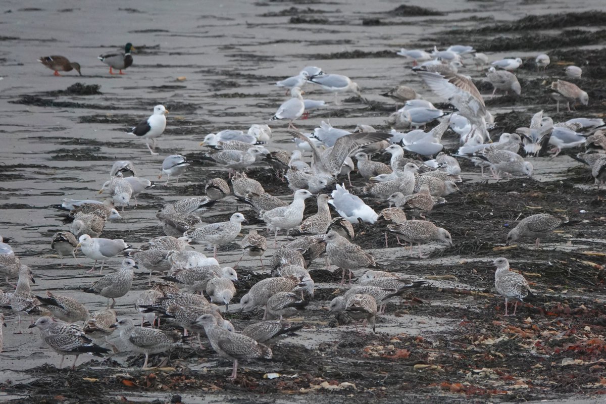 Rathlin Stickybeak tweet media