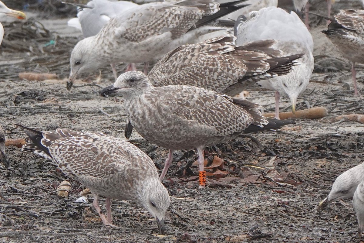 Rathlin Stickybeak tweet media